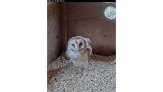 Romanini Live Barn Owl Stream [upl. by Alul]