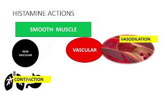 Histamines amp Antihistamines Part  1 histamine receptors  mnemonics tamilecpharmacology [upl. by Padget]