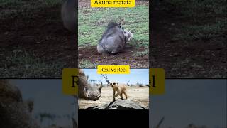 Lion King Real vs Reel scenes  Creative thought from nature akuna matata youtubeshorts shorts [upl. by Anya984]