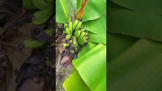 Sept 22 dwarf Cavendish banana in fruit for time lapse [upl. by Annahavas]