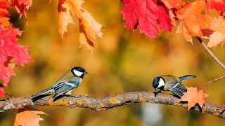 3 HORAS de Sonidos Relajantes de Pájaros Cantando 🐦 El Canto de las Aves la Naturaleza y el Bosque [upl. by Llehctim]