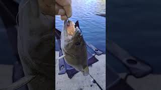 Sacramento river bass fishing with XL minnows [upl. by Coleville90]