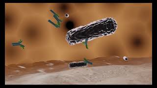 immune cell eating bacteria  opsonizationphagocytosis in 3D [upl. by Godwin]