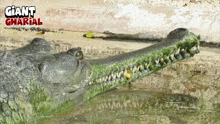 Great Gharial Crocodile In The Waters [upl. by Llerrah]