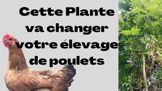 Voici la Plante Qui Sauve dans lÉlevage de Poulets rediffusion [upl. by Oderfigis511]