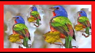 Azulillo Sietecolores Canto  Painted Bunting Bird Song  Passerina Ciris [upl. by Vyner721]