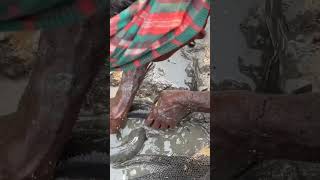 Fishing 🦦🎣 fish fishery video 🦦🎣🦦🎣🦦🎣 [upl. by Airpal]