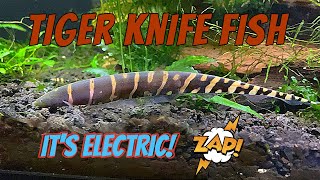 Electric Fish Tiger Knife  Gymnotus javari Fish Profile and Care Guide [upl. by Ogeid]