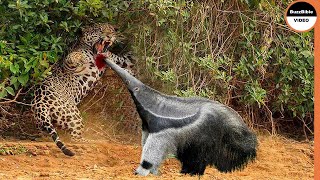 Giant Anteater Face Off The Jaguar [upl. by Aerdma]