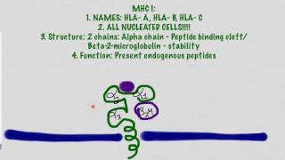 MHC Molecules And Antigen Presentation [upl. by Kepner]