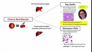 12DaysinMarch Lysosomal Storage Disorders for USMLE Step One [upl. by Nolyaj640]