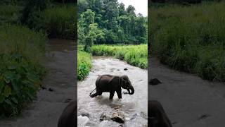 Elephant Bridge elephants chiangmai thailand [upl. by Ilahtan]