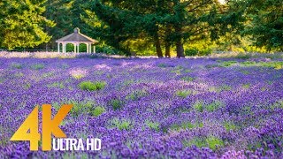 4K Martha Lane Lavender Farm Sequim  4 HOURS Relaxation Video Nature Sounds [upl. by Odrude361]