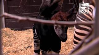 Baby Okapi First Video  Cincinnati Zoo [upl. by Arral834]