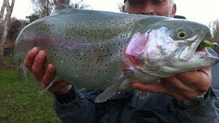 Enorme truite arc en ciel de 6kg prise à la mouche [upl. by Ahsilem]