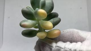 Pachyphytum Oviferum Variegated [upl. by Andros]