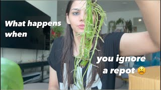 An urgent repot trying a new potting mix battling root rot again and an additional repot [upl. by Nahsed]