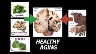 Healthy Nutrient Wealthy and Wise Diet for Healthy Aging  Research on Aging [upl. by Salohcin]