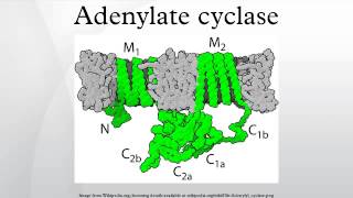 Adenylate cyclase [upl. by Ardnyk]