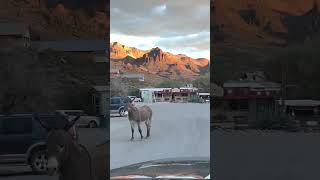 Oatman Historic Rte 66 Oatman AZ 86433 [upl. by Atsedom]