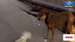 NM Nagarvalam  Dog Vs Cock Cock got victory  NM TV [upl. by Pamelina561]