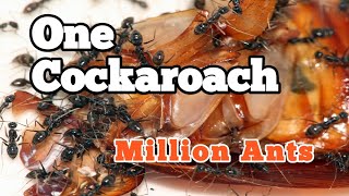 One Cockaroach Million Ants😱  A Story Of Life And Death  Nisar Lahori Vlig [upl. by Karlan]