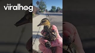 Woman Saves Ducklings From Storm Drain  ViralHog [upl. by Auoz]