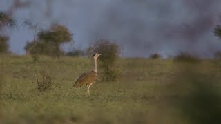 Great Indian Bustard’s Life on the Edge [upl. by Roumell]