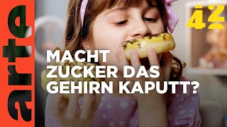 Macht Zucker dumm  42  Die Antwort auf fast alles  ARTE [upl. by Acsot]