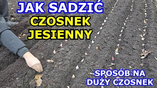 Jak SADZIĆ CZOSNEK aby był DUŻY i PIĘKNY Kluczowe Sadzenie Czosnku Jesiennego Zimowego Uprawa 2024 [upl. by Dorrehs192]