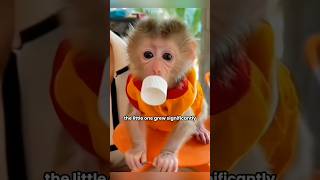 abandoned baby monkey grows up to become a household helper shortvideo monkeypetshortsanimal [upl. by Orgel]