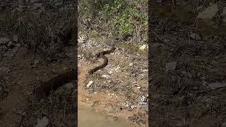 creepycrawly reptile nerodia Plain Bellied Watersnake in Oklahoma [upl. by Shayna]