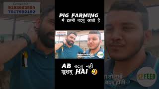 इतनी बदबु आती है Pig Farming मे 🤣  shortsvideo shortsbeta shortsyoutube [upl. by Ressay]