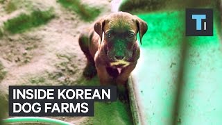 Inside Korean Dog Farms [upl. by Nunci]