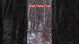 Fast Fisher Cat Hunting in the Trees  Hide your Pets  Do you have these where you live [upl. by Nordine347]