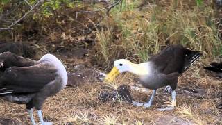 Courtship Dance of the Waved Albatross [upl. by Darby]