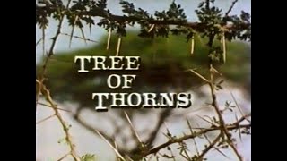 Acacia Tree of Thorns 1983 [upl. by Ynnav]