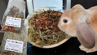 Bunny Loves Hop to Forage Dandelion and Marigold Hay Mix bunny freeroamrabbit rabbit [upl. by Dammahom398]