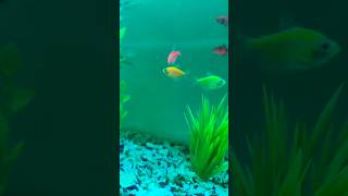 Fish tank 💖🐠toopa aqauticplants trending fishtanksetup fish fishtank fishaquarium aquarium [upl. by Netsuj120]