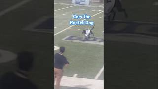 UC Davis football highlight Cory returns the kicking tee shorts football dog [upl. by Fihsak693]