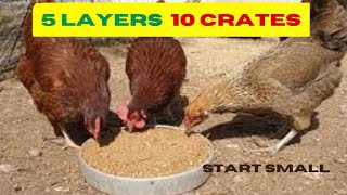 How I Started My Poultry Farming At Home  My Beginners Advise [upl. by Ennayhc]