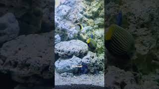 Colorful Imported Fish at Blessings Aquarium  Freshwater amp Marine Fish Varieties  Nemo Fish [upl. by Ahsenwahs845]