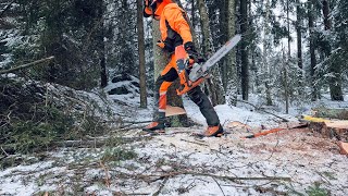 Husqvarna 560 XP G Tree felling  short version [upl. by Christos213]