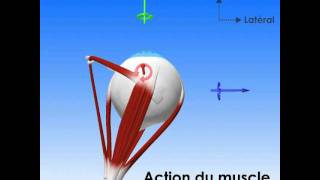 Oculomotricité  champs daction des muscles [upl. by Bromley]