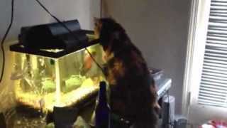 POISSON ATTAQUE UN CHAT [upl. by Ardnaid]