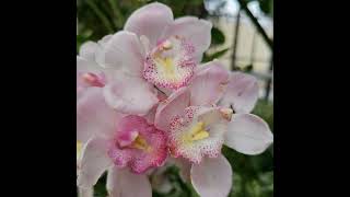 Orchids at Longwood Gardens [upl. by Fleischer]