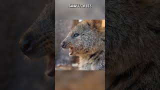 The Quokka The Happiest animal Paws on the Planet [upl. by Nolahs]