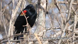 Redwinged Blackbird [upl. by Sordnaxela]