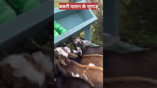 Bakri Palan ka Jugad  Goat Milk Replacer  Goat Farming shorts ytshorts [upl. by Htebazil]