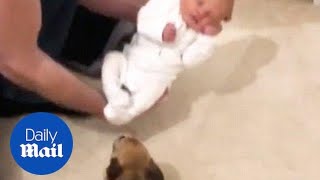 A Chihuahua dog is so happy to meet a new born baby  Daily Mail [upl. by Enrobyalc]